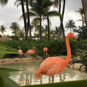 Вейла Вейла