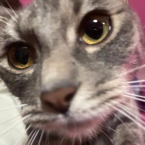 AHHHHHH! (feat. TommyJ!)