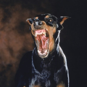 Busta
