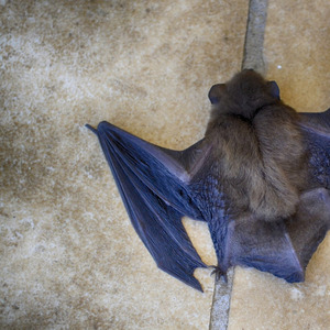 Night Bat
