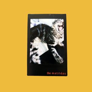 Sand Cat (Felis Margarita)