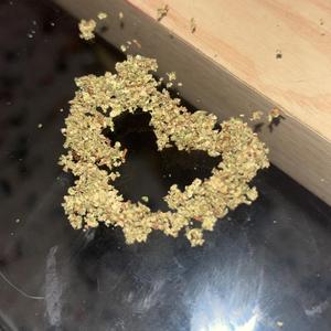 BDM