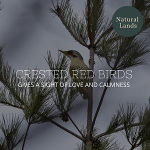 Waterland Dawn Wetlands