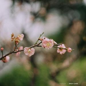 Memory——久石让《入殓师》电影主题曲2022张佳沁