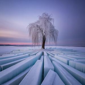 Branches Of Quiet Light
