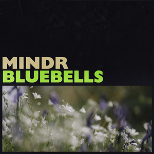 Bluebells