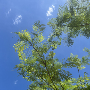 《有条件爱你》