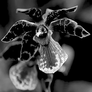 Session III - Phalaenopsis