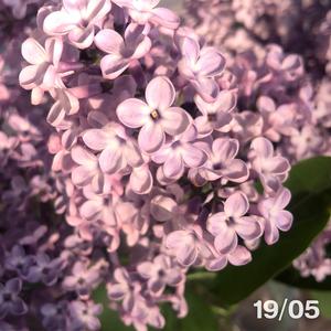 19/05
