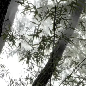 竹（prod by scorpion）