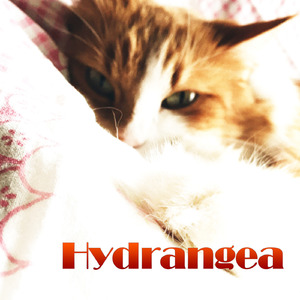 Triphane Hypocyrta Cloud Turquoise