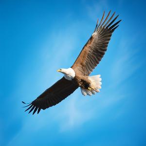 상처 입은 독수리가 날기 시작하지