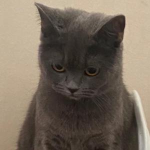 让泪化作相思雨--王志鑫（翻自 南合文斗）