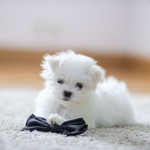 Doggy Delight in Serene Waves