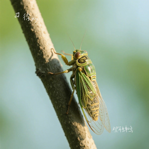 那年蝉鸣