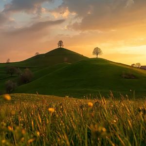 北风冰刃下的枯枝