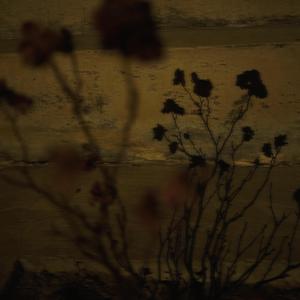 樱花盛开的时候