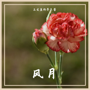 风月（翻黄龄）