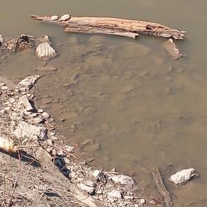 Titanium Shell of Hope