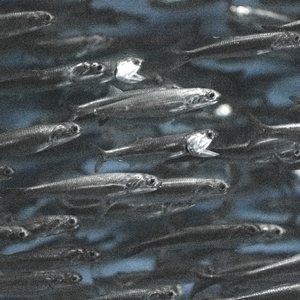 eyewatcher
