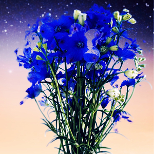 delphinium