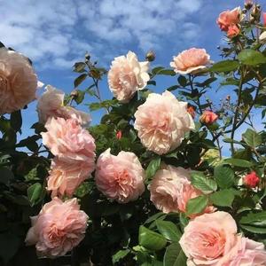 Accompany（Prod. by dRbbit）