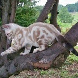 The Party & The After Party (slowed)