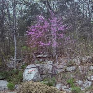 Not With The Trolling