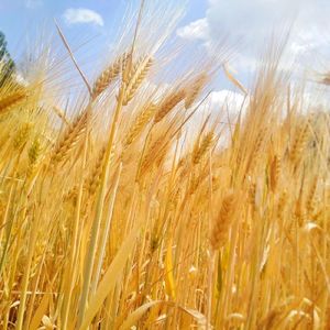 高音质-刃上春秋