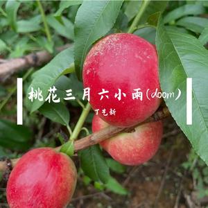 桃花三月六小雨