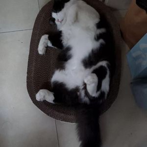 空白格