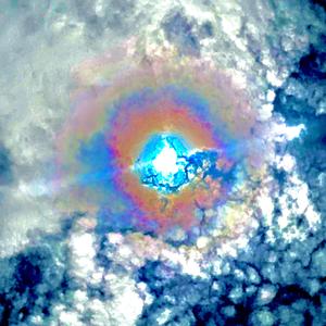 Lotus Flowers from The Mud