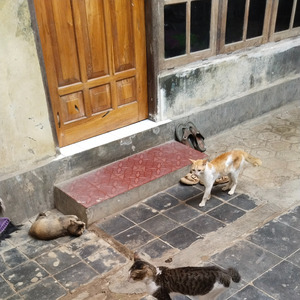 BAHAGIA WALAU SEMENTARA