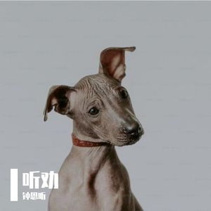 不识好歹（Phonk）