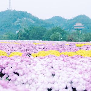 我要陪你去流浪 (优美钢琴曲)