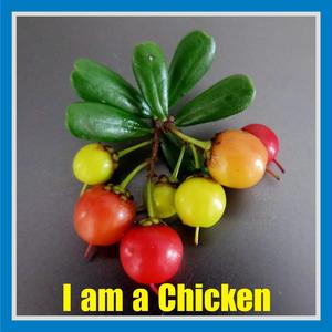 I am a Chicken