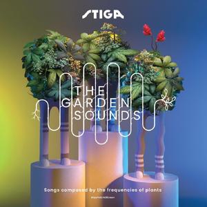 Blooming Tulip (Tulipa)