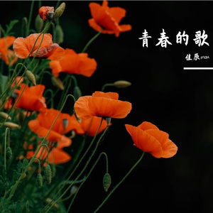 青春的歌
