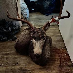 GODBOY (feat. V3ND3TTA & MAMMON)