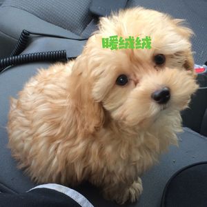 暖绒绒 (狗狗安抚)
