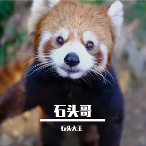 翠竹摇曳清风徐来