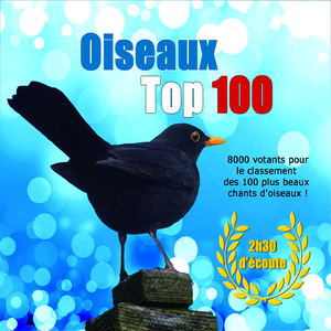 Hibou moyen-duc - Asio otus