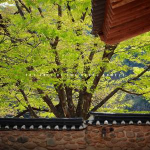 The Fall of the Rebel Angels