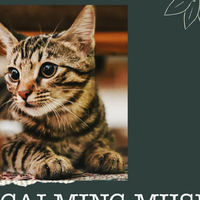 Music For Cats Peace资料,Music For Cats Peace最新歌曲,Music For Cats PeaceMV视频,Music For Cats Peace音乐专辑,Music For Cats Peace好听的歌