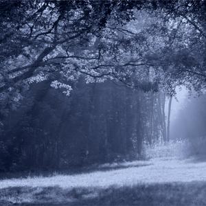glade.