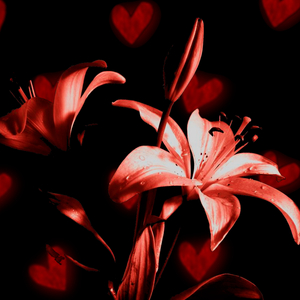 Season Of Love