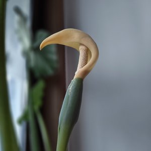 未完成的晚安