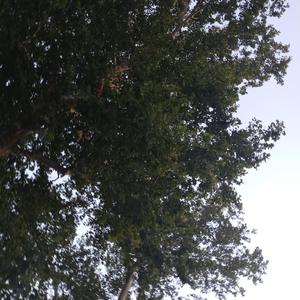 Soldiers on Parade (Unproduced Raw) [Raw Uncut]