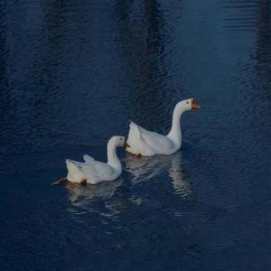 一起吹过晚风的街