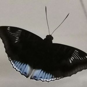 下雨看不见蝴蝶捏（Guitar by陆子野）